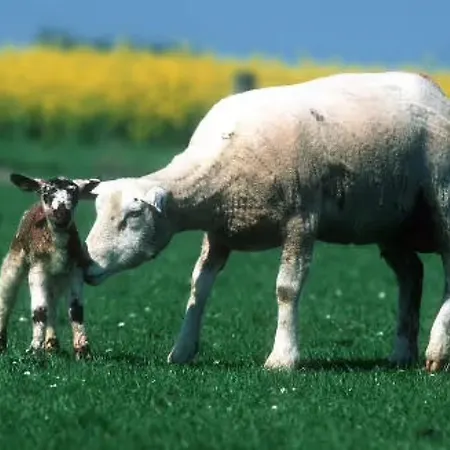 Hafenambiente * Husum (Schleswig-Holstein)